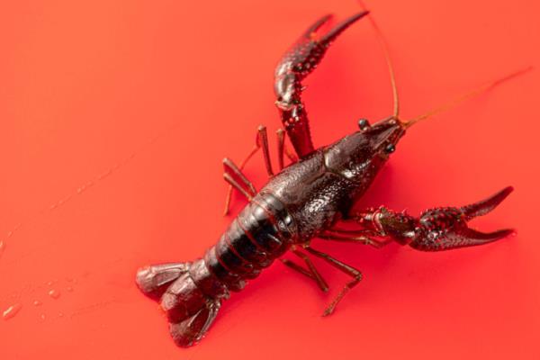 小龙虾特点