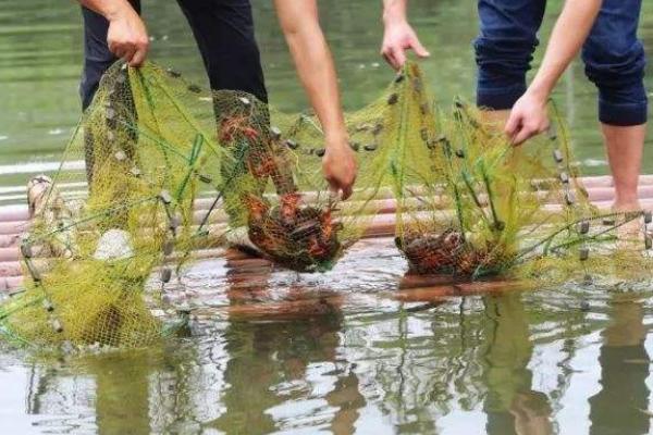 小龙虾的寿命