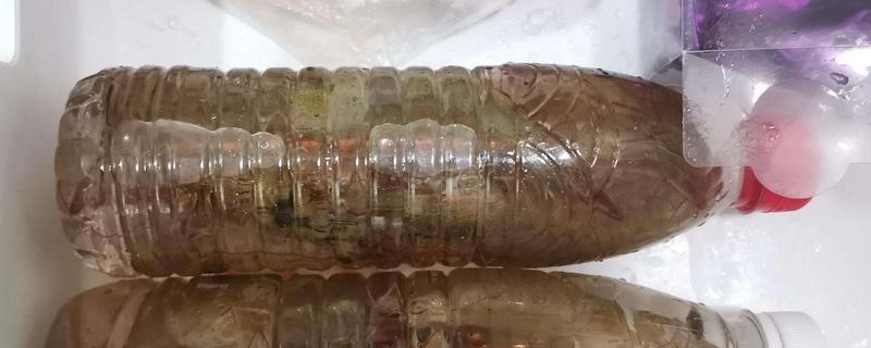 新鲜虾子怎么保存