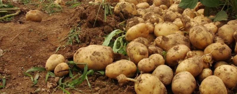 地膜种土豆怎么种
