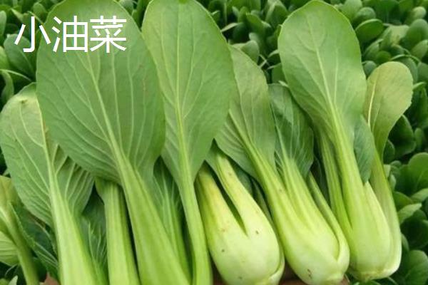 鸡毛菜是小白菜还是小油菜