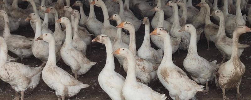 三花鹅一年能下多少个蛋