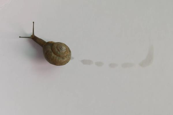 蜗牛为什么有粘液