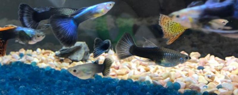 孔雀鱼水泵太强会不会累死
