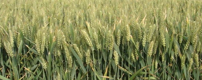 冬小麦除草剂什么温度打合适