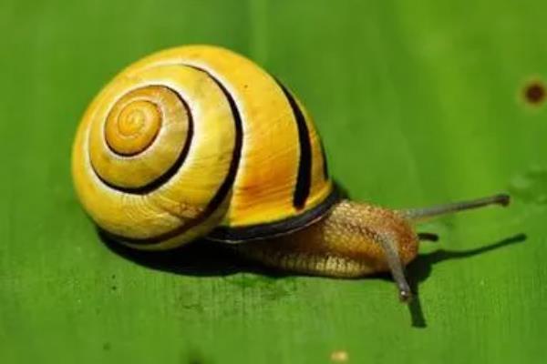 蜗牛是益虫还是害虫