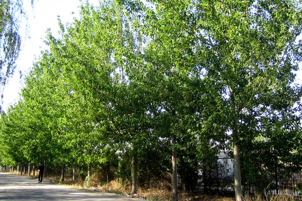 杨树种植技术要点，株距和行距是多少