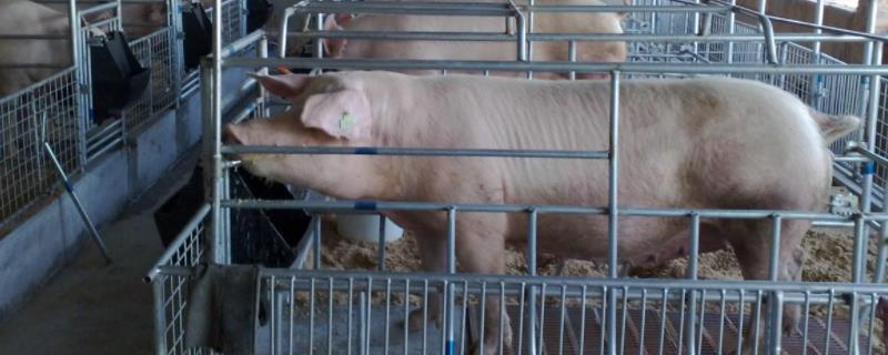 母猪临产前几天怎么喂养