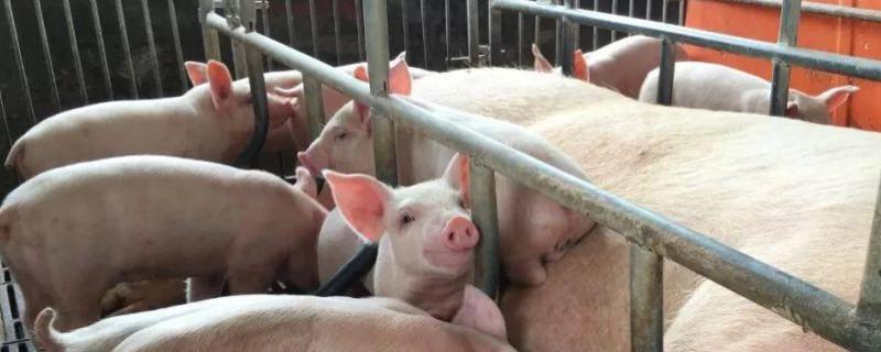 25天小猪断奶不吃饲料怎么办