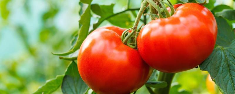 番茄生长过程步骤图和文字