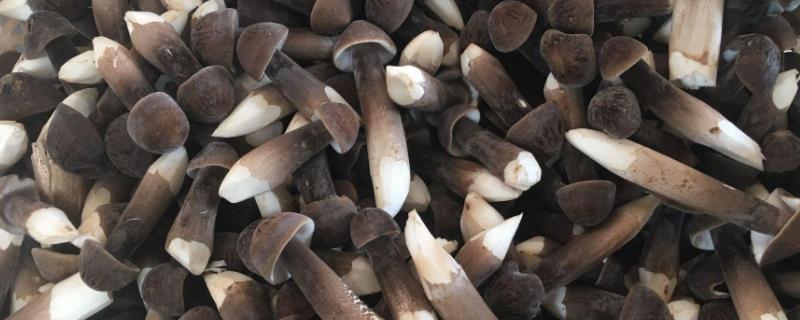 黑皮鸡枞菌的种植技术与管理