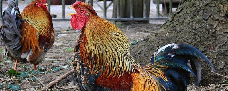 鸡5天不吃会饿死吗