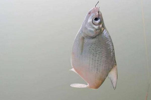 玉米粒钓鳊鱼钓半水还是钓底