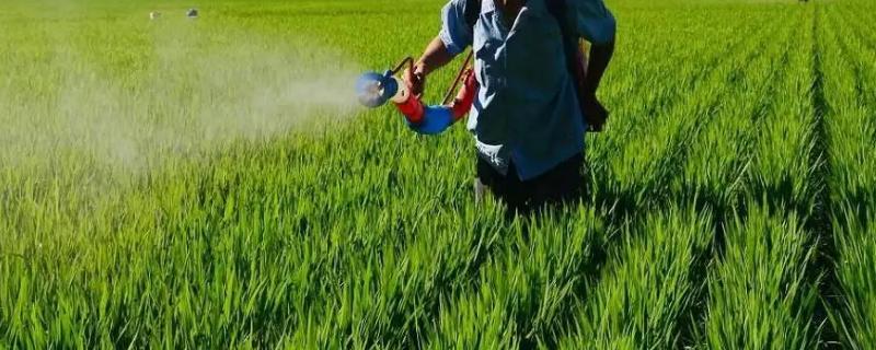 磷酸二氢钾可以根部施肥吗