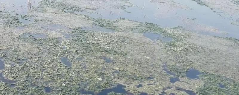 龙虾塘里青苔到底要不要处理