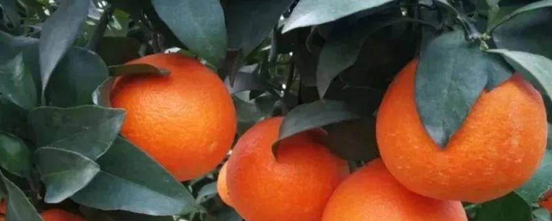 丑美人柑橘种植基地在哪里