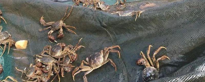 养螃蟹需要什么条件和场所