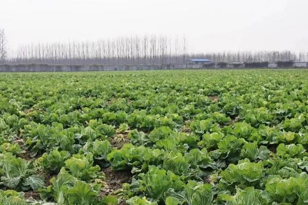 白菜品种，早春冷棚大白菜种植技术