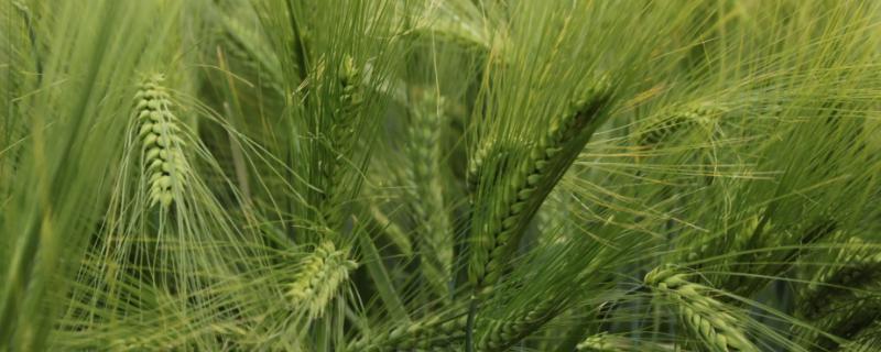 小麦八成熟能收割吗