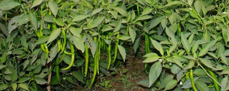 冬季大棚辣椒种植技术与管理