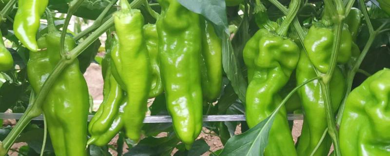 辣椒怎样育苗和管理