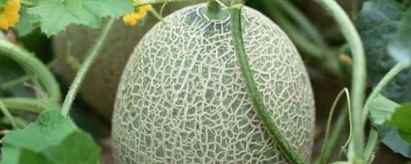 哈密瓜种植技术与管理法