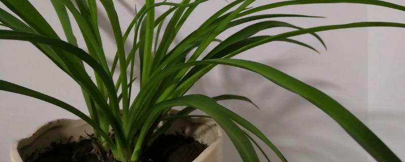 兰草的种植方法