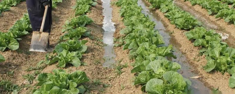 冬季大白菜种植方法
