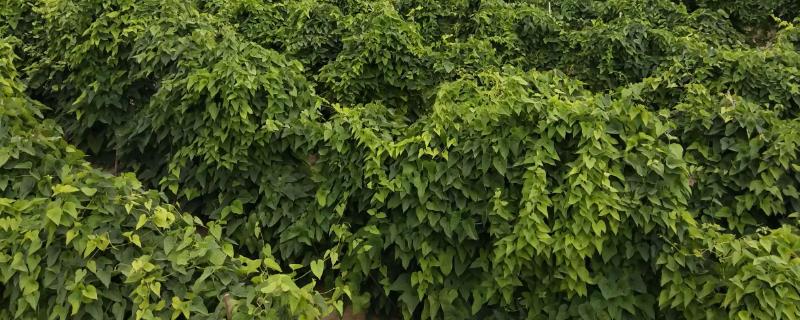 山药后期管理方法