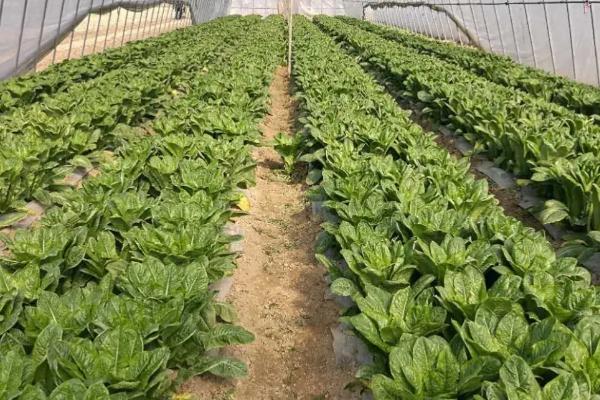 莴笋秋季种植要点，间苗后要施肥促壮苗