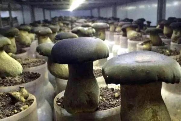 牛肝菌的种植方法，温度过低会阻碍子实体的生长