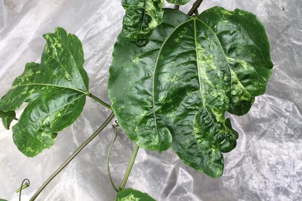 百香果的常见病害及防治方法，虫害可利用天敌防治