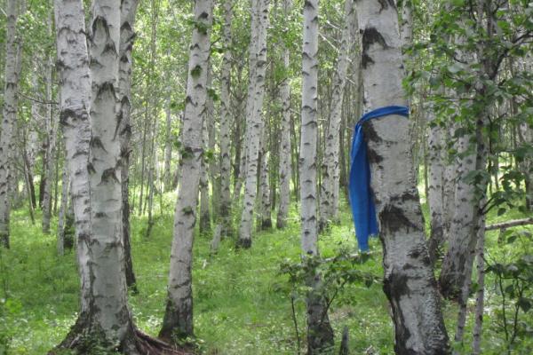 如何挑选白桦种子，籽粒饱满、无损害的种子可作为首选对象