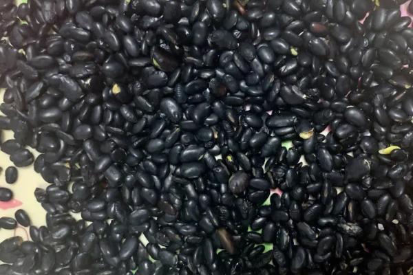 黑豆的种植技术，根据当地气候和市场来选择品种