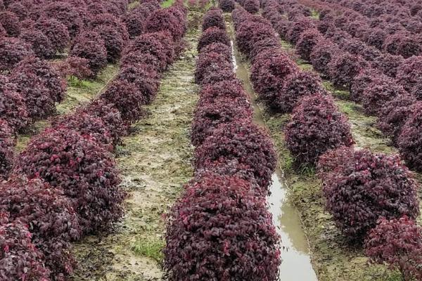 红花继木的种植技术，在微酸性土壤中生长良好