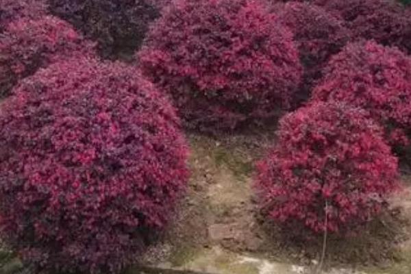 红花继木的种植技术，在微酸性土壤中生长良好