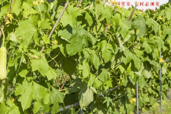种植丝瓜对温度的要求，发芽适温为28-30℃
