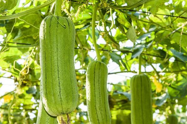 种植丝瓜对温度的要求，发芽适温为28-30℃