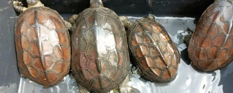 草龟的养殖方法