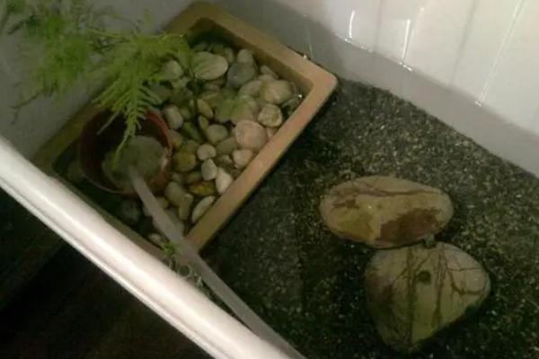 草龟的养殖方法，要准备一个较大的容器