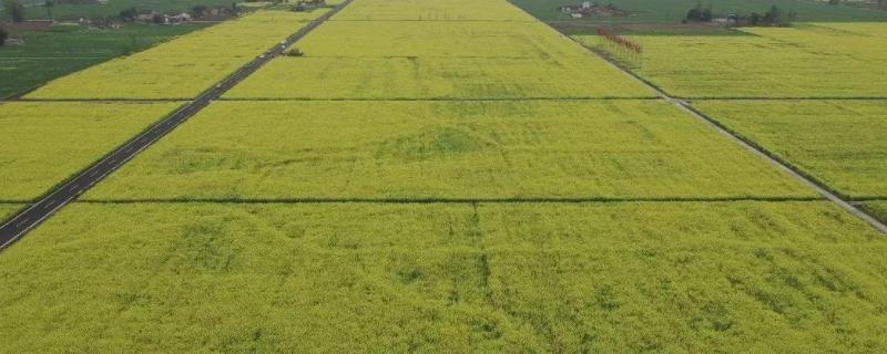 高标准基本农田建设项目