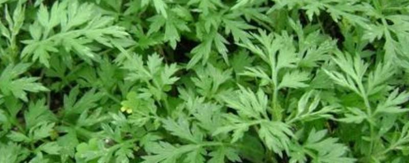 艾草一亩地一年能收多少斤