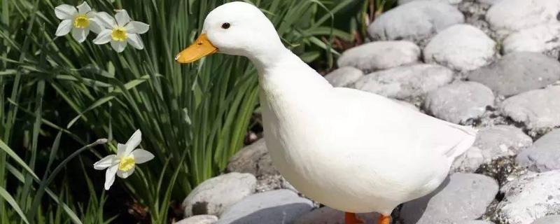 柯尔鸭赛级和s级区别