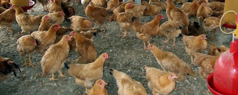 饥饿法强制换羽4个阶段分别是什么