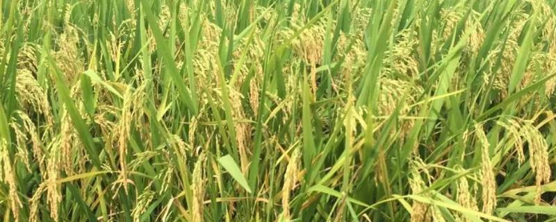 科稻1704水稻品种特征特性