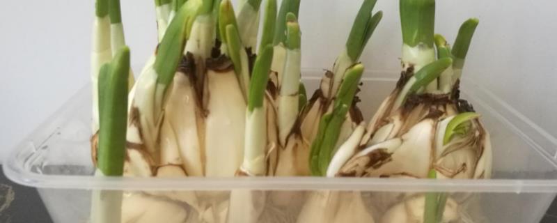 种蒜苗温度高低观察记录表