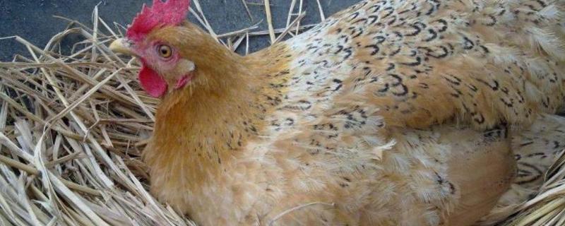 母鸡没有公鸡为什么能下蛋