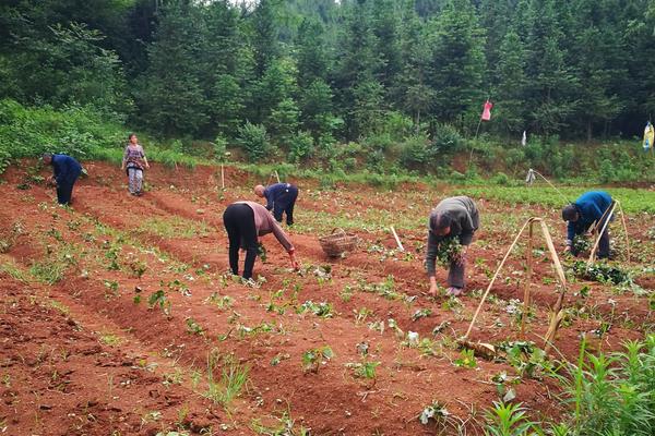 红薯用什么复合肥高产，附种植方法与时间