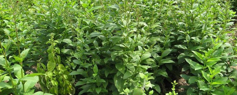 玄参种植技术与栽培管理