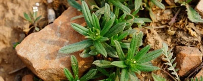 麦家公用什么除草剂